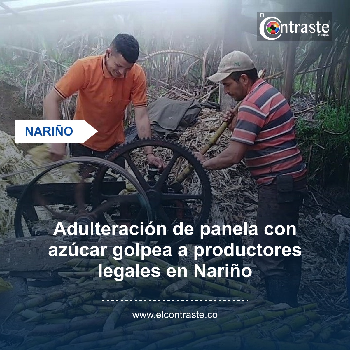 Adulteración de panela con azúcar golpea a productores legales en Nariño