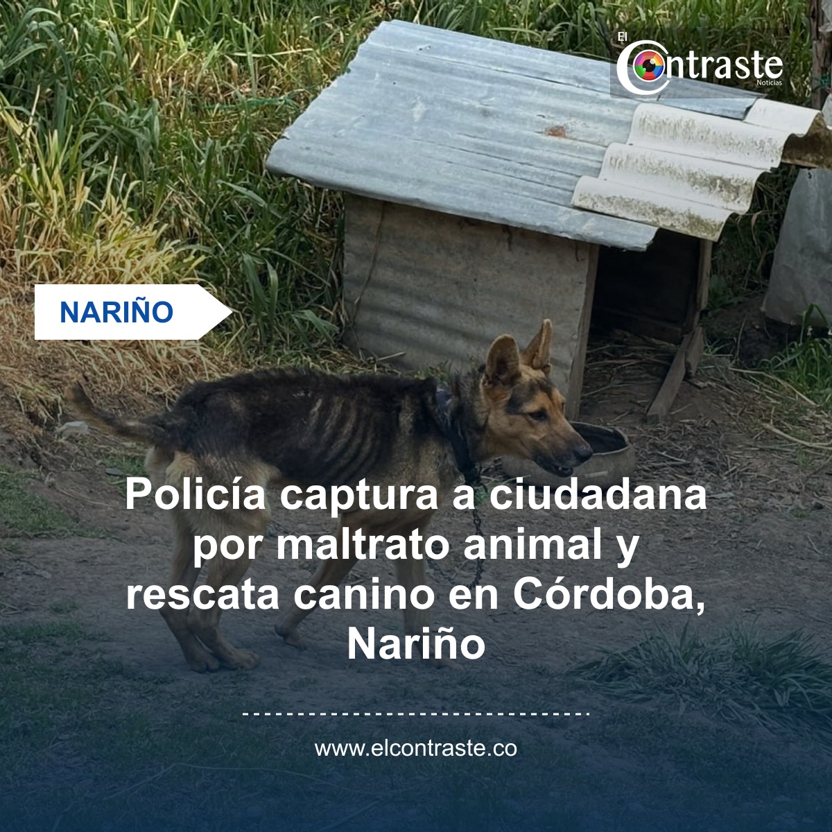 Policía captura a ciudadana por maltrato animal y rescata canino en Córdoba, Nariño