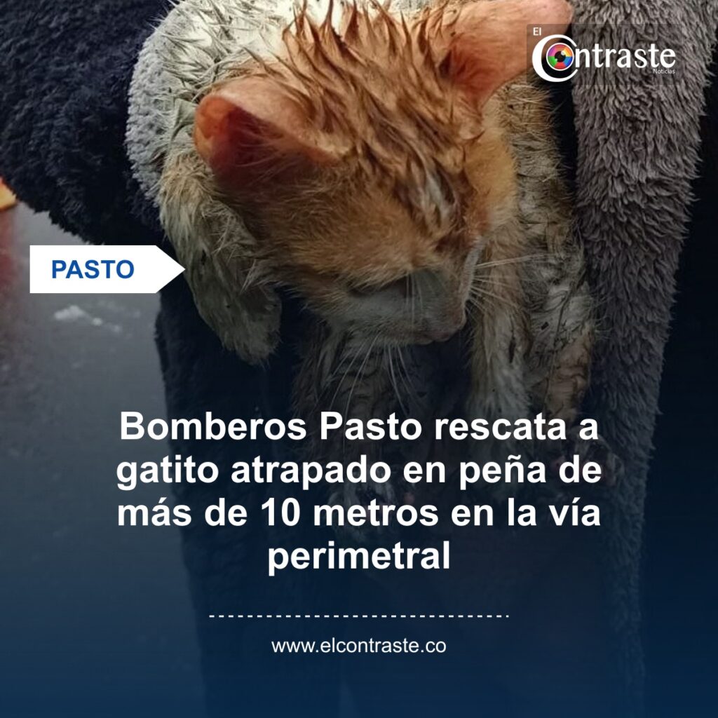 Bomberos Pasto rescata a gatito atrapado en peña de más de 10 metros en la vía perimetral