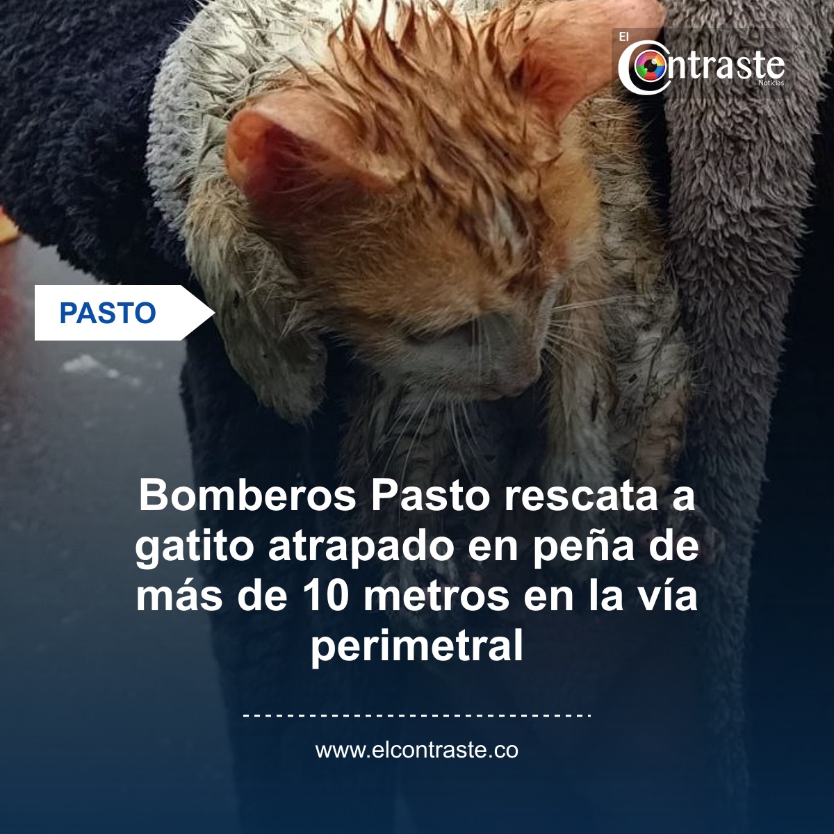 Bomberos Pasto rescata a gatito atrapado en peña de más de 10 metros en la vía perimetral